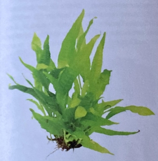 microsorum pteropus